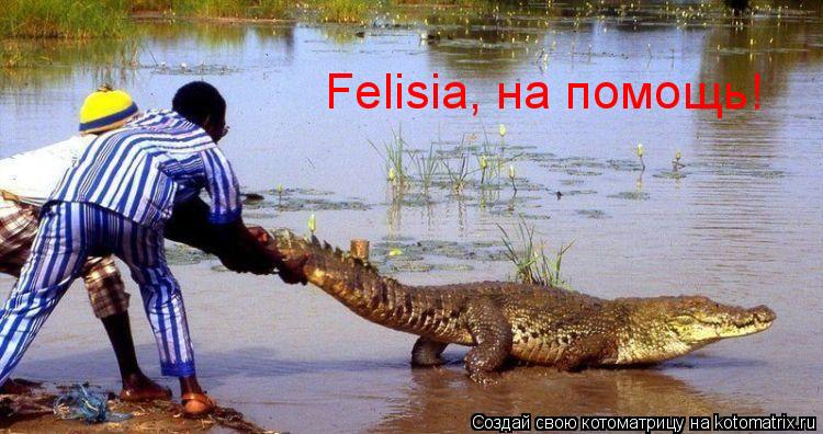 Котоматрица: Felisia, на помощь!