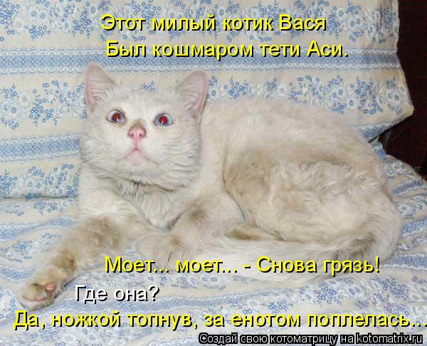 Котоматрица: Этот милый котик Вася Был кошмаром тети Аси. Да, ножкой топнув, за енотом поплелась... Моет... моет... - Снова грязь! Где она?