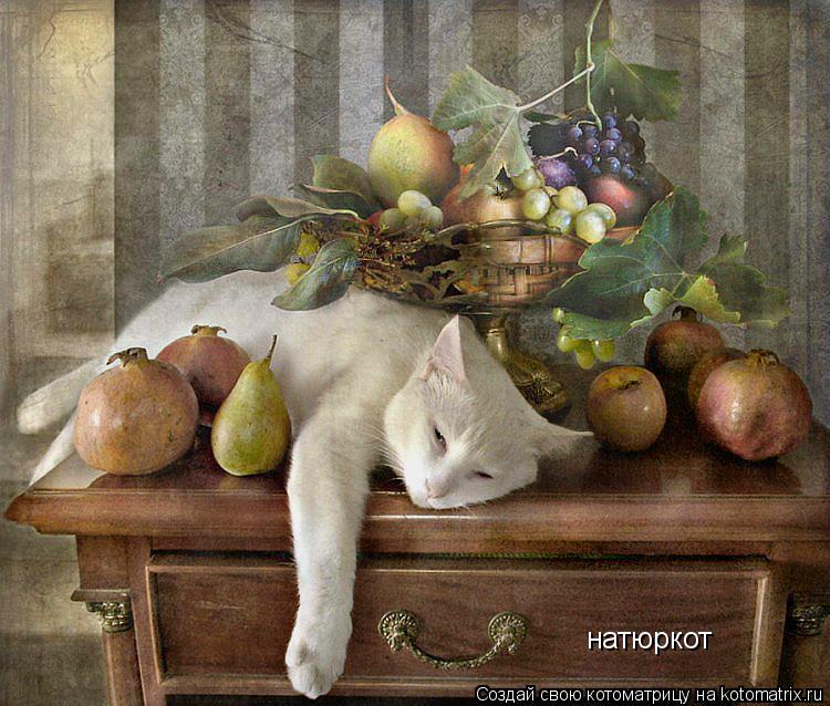 натюркот... Котоматрица: натюркот