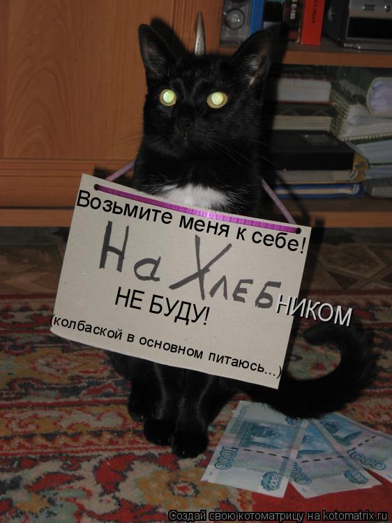 Котоматрица: Возьмите меня к себе! НИКОМ НЕ БУДУ! (колбаской в основном питаюсь...)