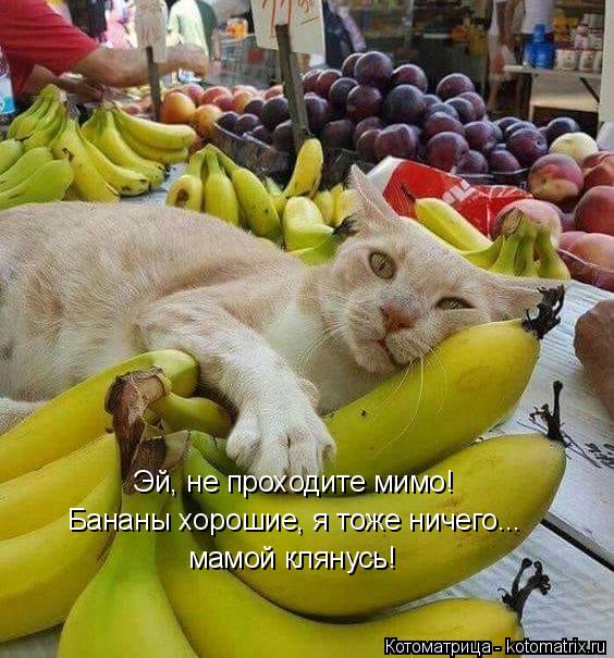 Эй, не проходите мимо! Бананы хорошие, я тоже ничего... мамой клянусь!... Котоматрица: Эй, не проходите мимо! Бананы хорошие, я тоже ничего... мамой клянусь!