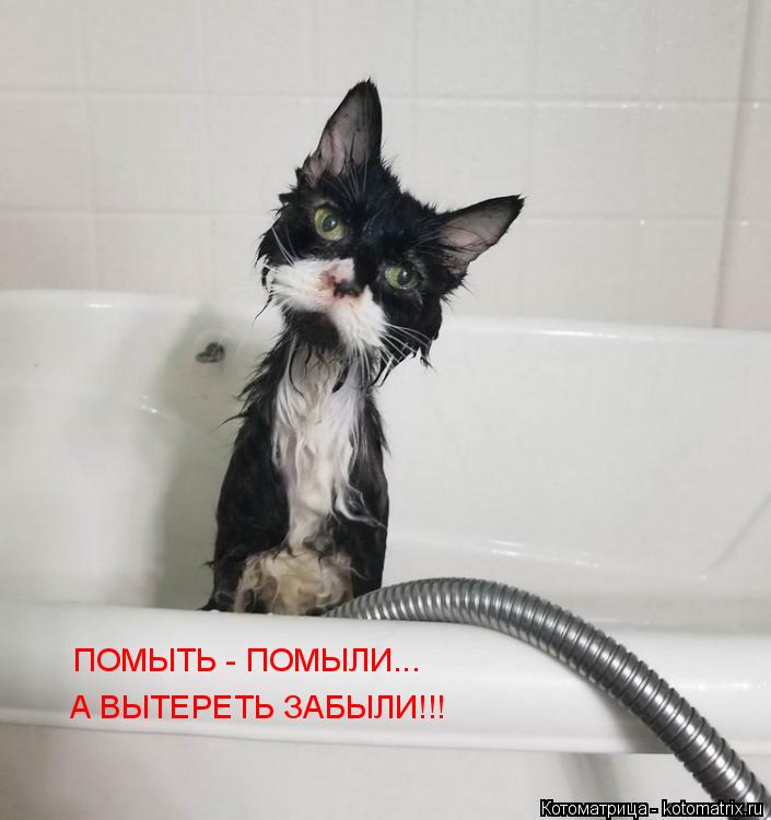 ПОМЫТЬ - ПОМЫЛИ... А ВЫТЕРЕТЬ ЗАБЫЛИ!!!... Котоматрица: ПОМЫТЬ - ПОМЫЛИ... А ВЫТЕРЕТЬ ЗАБЫЛИ!!!