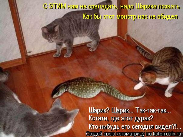 Котоматрица: Как бы этот монстр нас не обидел. С ЭТИМ нам не совладать, надо Шарика позвать. Шарик? Шарик... Так-так-так...  Кстати, где этот дурак? Кто-нибудь 