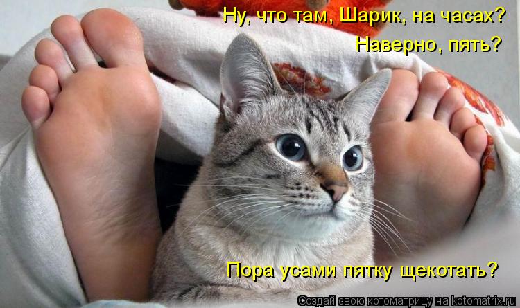 Котоматрица: Ну, что там, Шарик, на часах? Наверно, пять? Пора усами пятку щекотать?