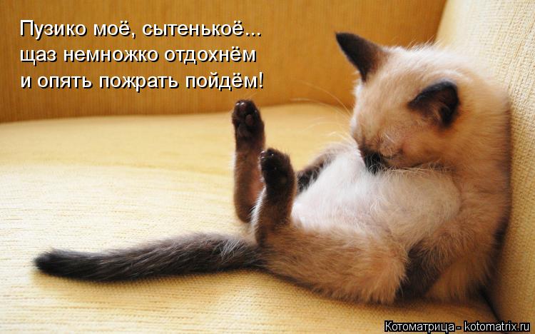 Пузико моё, сытенькоё... щаз немножко отдохнём и опять пожрать пойдём!... Котоматрица: Пузико моё, сытенькоё... щаз немножко отдохнём и опять пожрать пойдём!
