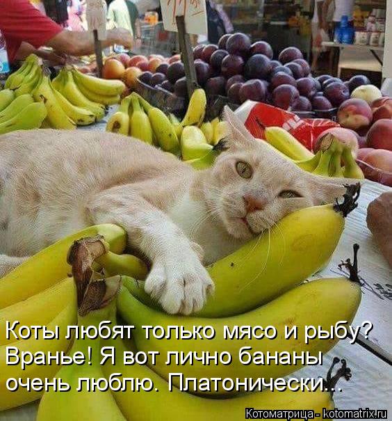 Коты любят только мясо и рыбу? Вранье! Я вот лично бананы очень люблю. Платонически...... Котоматрица: Коты любят только мясо и рыбу? Вранье! Я вот лично бананы очень люблю. Платонически...