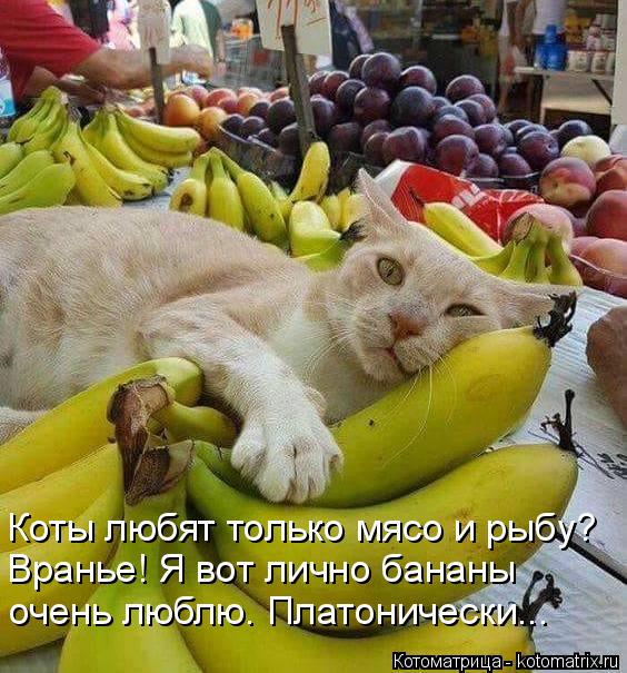 Котоматрица: Коты любят только мясо и рыбу?  Вранье! Я вот лично бананы  очень люблю. Платонически...