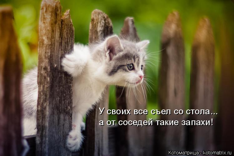У своих все съел со стола... а от соседей такие запахи!... Котоматрица: У своих все съел со стола... а от соседей такие запахи!