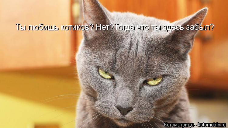 Котоматрица: Ты любишь котиков? Нет?Тогда что ты здесь забыл?