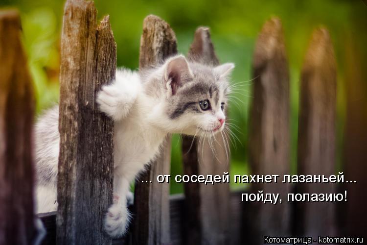 ... от соседей пахнет лазаньей... пойду, полазию!... Котоматрица: ... от соседей пахнет лазаньей... пойду, полазию!