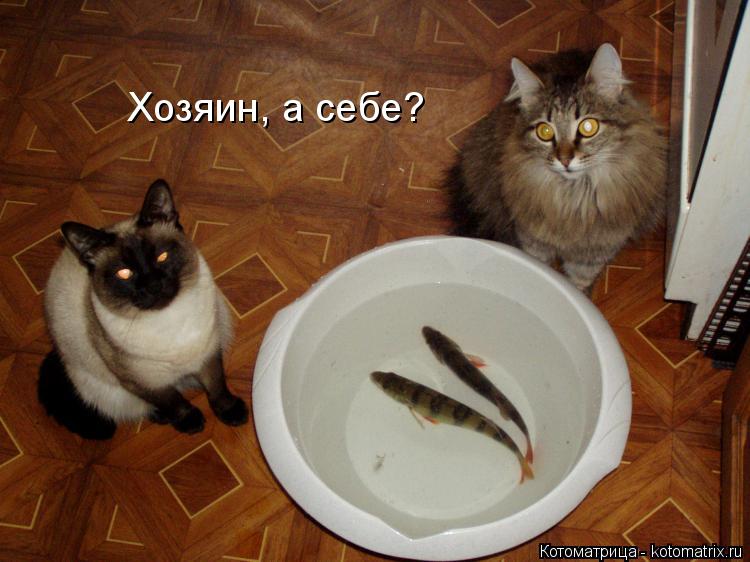 Хозяин, а себе?... Котоматрица: Хозяин, а себе?