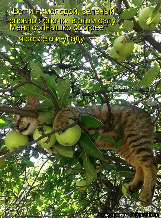 Вот и я, молодой, зелёный, словно яблочки в этом саду. Меня солнышко обогреет я созрею и упаду.... Котоматрица: Вот и я, молодой, зелёный, словно яблочки в этом саду. Меня солнышко обогреет я созрею и упаду.