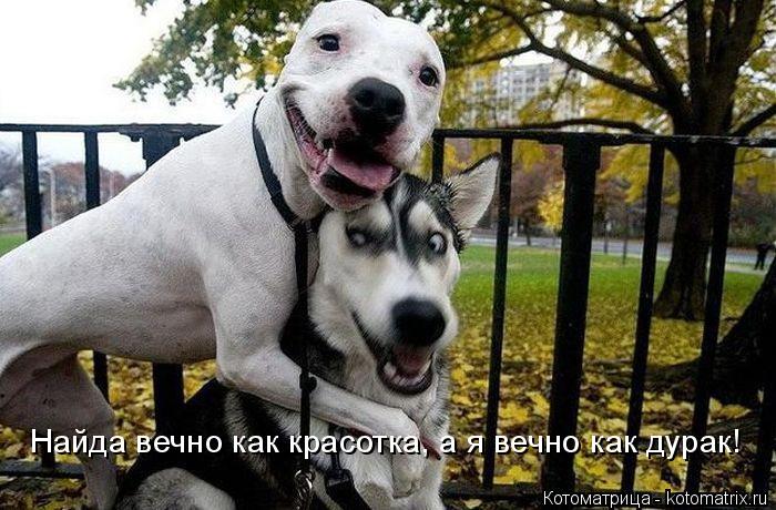 Найда вечно как красотка, а я вечно как дурак!... Котоматрица: Найда вечно как красотка, а я вечно как дурак!