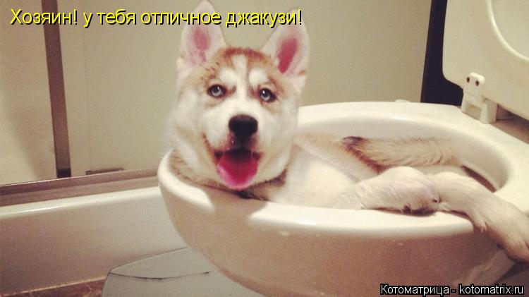 Хозяин! у тебя отличное джакузи!... Котоматрица: Хозяин! у тебя отличное джакузи!