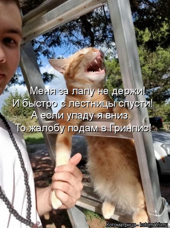 Меня за лапу не держи! И быстро с лестницы спусти! То жалобу подам в Гринпис! А если упаду я вниз.... Котоматрица: Меня за лапу не держи! И быстро с лестницы спусти! То жалобу подам в Гринпис! А если упаду я вниз.