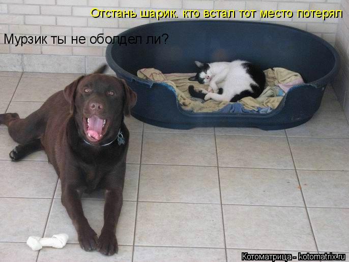 Мурзик ты не оболдел ли? Отстань шарик. кто встал тот место потерял... Котоматрица: Мурзик ты не оболдел ли? Отстань шарик. кто встал тот место потерял