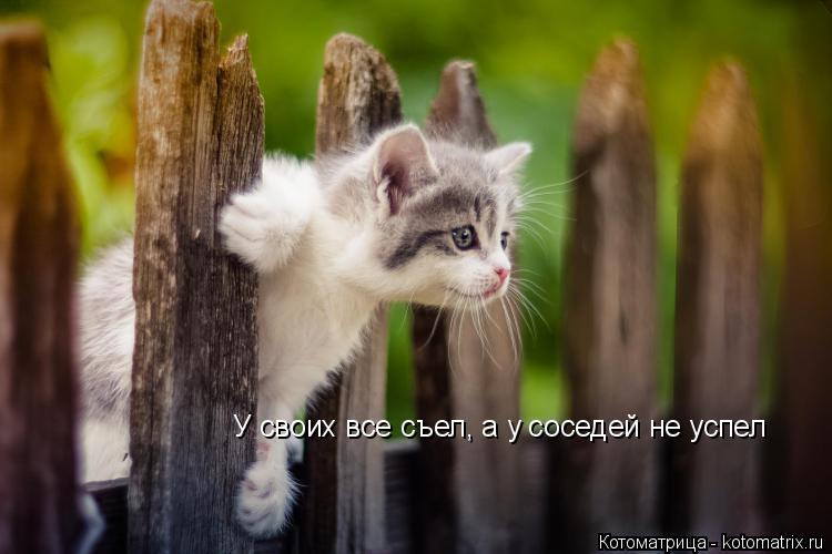 У своих все съел, а у соседей не успел... Котоматрица: У своих все съел, а у соседей не успел