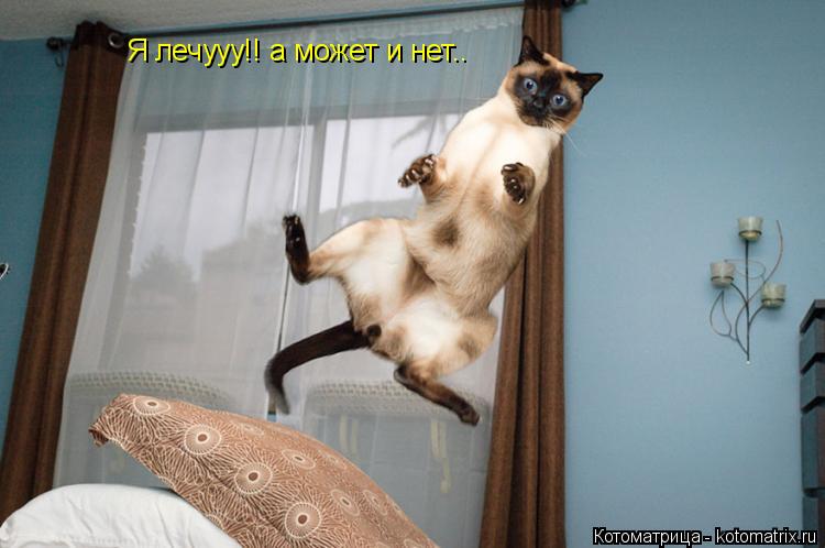 Я лечууу!! а может и нет..... Котоматрица: Я лечууу!! а может и нет..