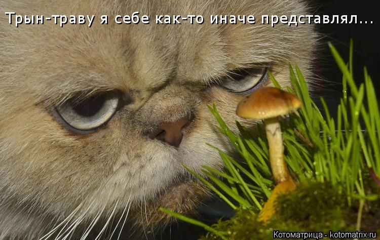Трын-траву я себе как-то иначе представлял...... Котоматрица: Трын-траву я себе как-то иначе представлял...