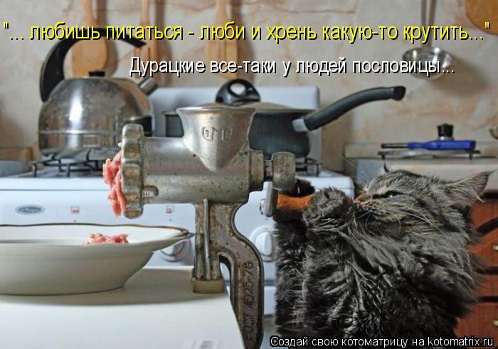 "... любишь питаться - люби и хрень какую-то крутить..." Дурацкие все-таки у людей пословицы...... Котоматрица: "... любишь питаться - люби и хрень какую-то крутить..." Дурацкие все-таки у людей пословицы...