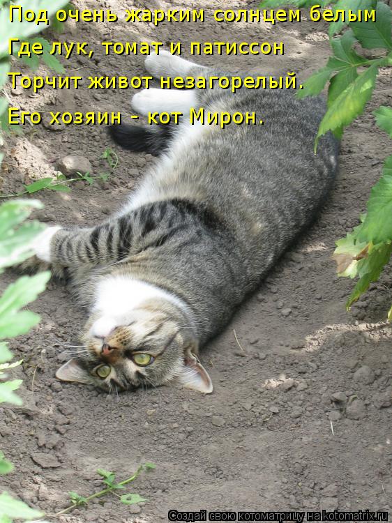 Под очень жарким солнцем белым Где лук, томат и патиссон Торчит живот незагорелый. Его хозяин - кот М... Котоматрица: Под очень жарким солнцем белым Где лук, томат и патиссон Торчит живот незагорелый. Его хозяин - кот Мирон.