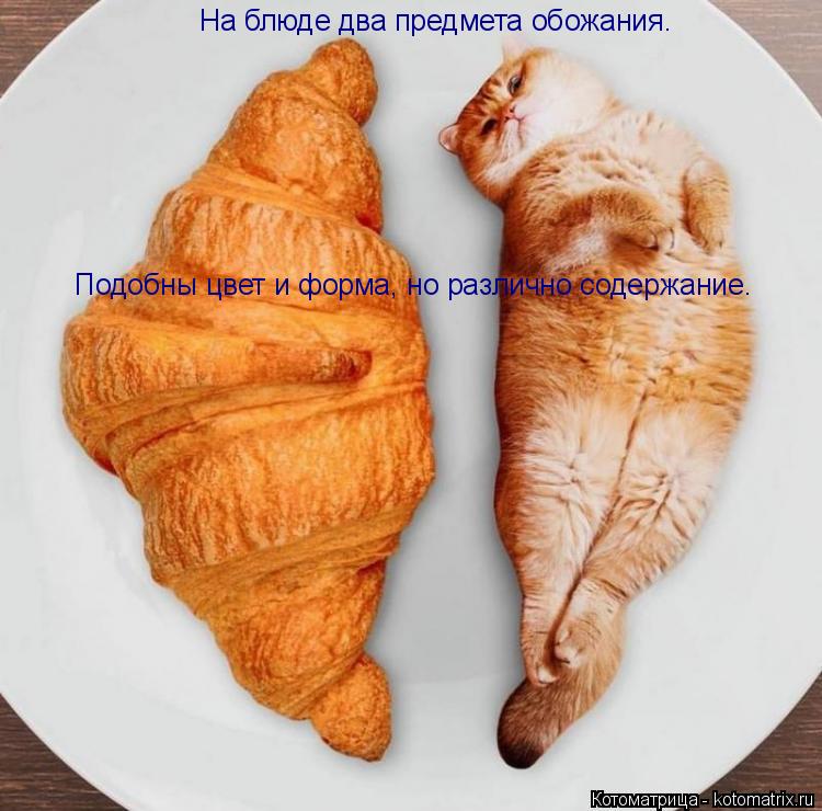 На блюде два предмета обожания. Подобны цвет и форма, но различно содержание.... Котоматрица: На блюде два предмета обожания. Подобны цвет и форма, но различно содержание.