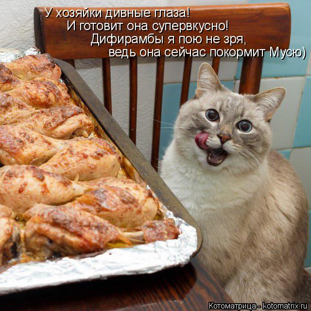 У хозяйки дивные глаза! И готовит она супервкусно! Дифирамбы я пою не зря, ведь она сейчас покормит М... Котоматрица: У хозяйки дивные глаза! И готовит она супервкусно! Дифирамбы я пою не зря, ведь она сейчас покормит Мусю)