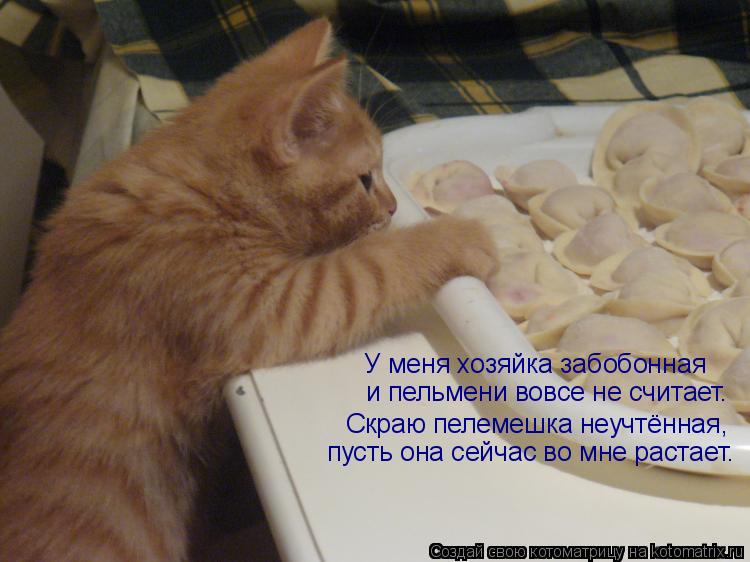У меня хозяйка забобонная и пельмени вовсе не считает. Скраю пелемешка неучтённая, пусть она сейчас в... Котоматрица: У меня хозяйка забобонная и пельмени вовсе не считает. Скраю пелемешка неучтённая, пусть она сейчас во мне растает.