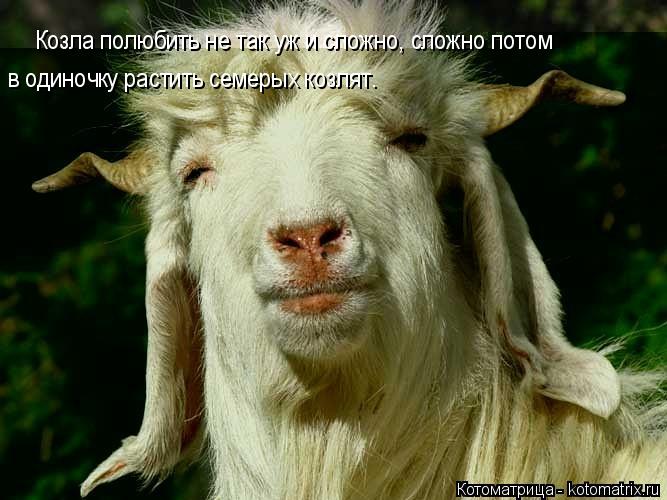 Козла полюбить не так уж и сложно, сложно потом в одиночку растить семерых козлят.... Котоматрица: Козла полюбить не так уж и сложно, сложно потом в одиночку растить семерых козлят.