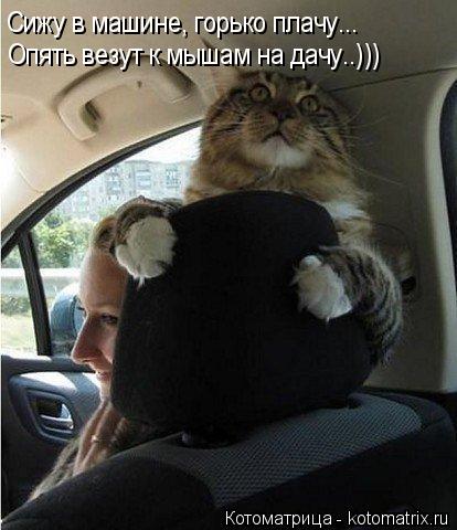 Cижу в машине, горько плачу... Опять везут к мышам на дачу..)))... Котоматрица: Cижу в машине, горько плачу... Опять везут к мышам на дачу..)))