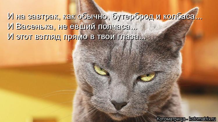 И на завтрак, как обычно, бутерброд и колбаса... И Васенька, не евший полчаса... И этот взгляд прямо ... Котоматрица: И на завтрак, как обычно, бутерброд и колбаса... И Васенька, не евший полчаса... И этот взгляд прямо в твои глаза...