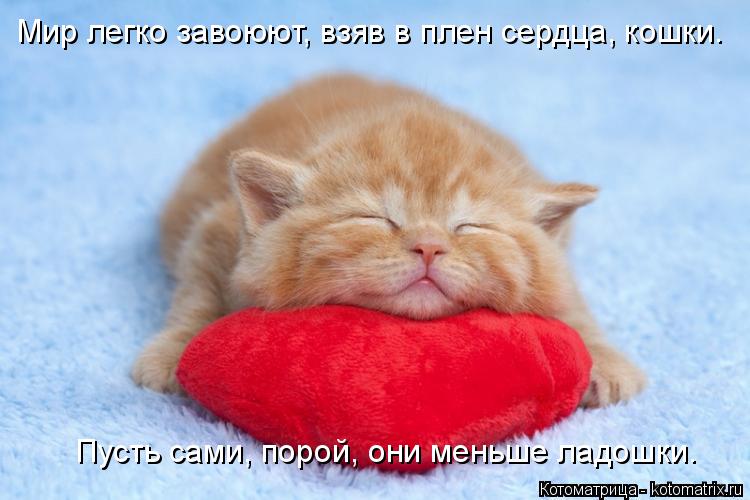 Мир легко завоюют, взяв в плен сердца, кошки. Пусть сами, порой, они меньше ладошки.... Котоматрица: Мир легко завоюют, взяв в плен сердца, кошки. Пусть сами, порой, они меньше ладошки.