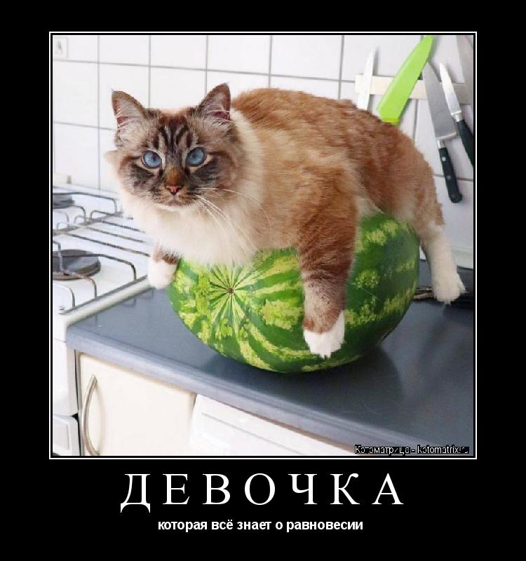 ДЕВОЧКА которая всё знает о равновесии ... Котоматрица: ДЕВОЧКА которая всё знает о равновесии