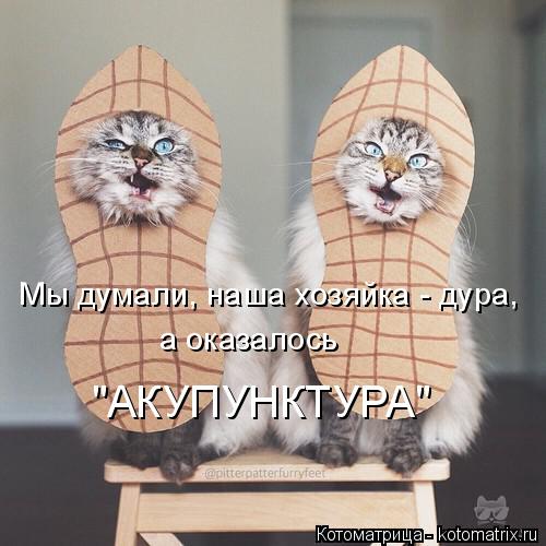 Мы думали, наша хозяйка - дура, а оказалось "АКУПУНКТУРА"... Котоматрица: Мы думали, наша хозяйка - дура, а оказалось "АКУПУНКТУРА"