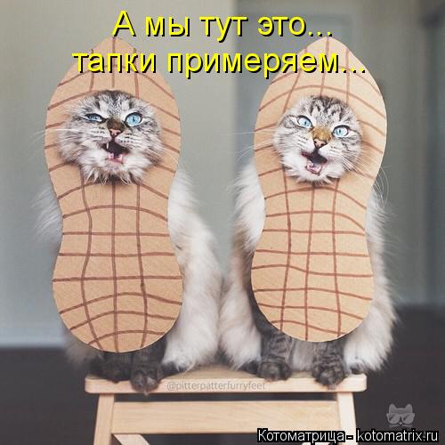 А мы тут это... тапки примеряем...... Котоматрица: А мы тут это... тапки примеряем...