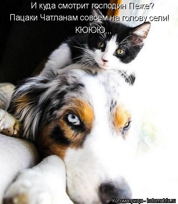 И куда смотрит господин Пеже? Пацаки Чатланам совсем на голову сели! КЮЮЮ,,,... Котоматрица: И куда смотрит господин Пеже? Пацаки Чатланам совсем на голову сели! КЮЮЮ,,,
