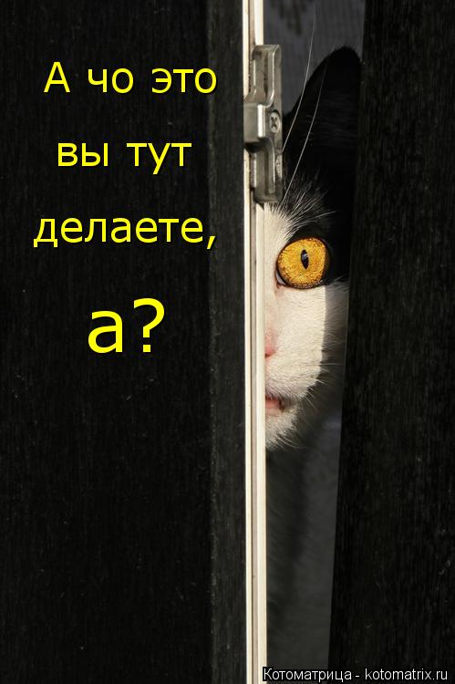 А чо это вы тут делаете, а?... Котоматрица: А чо это вы тут делаете, а?