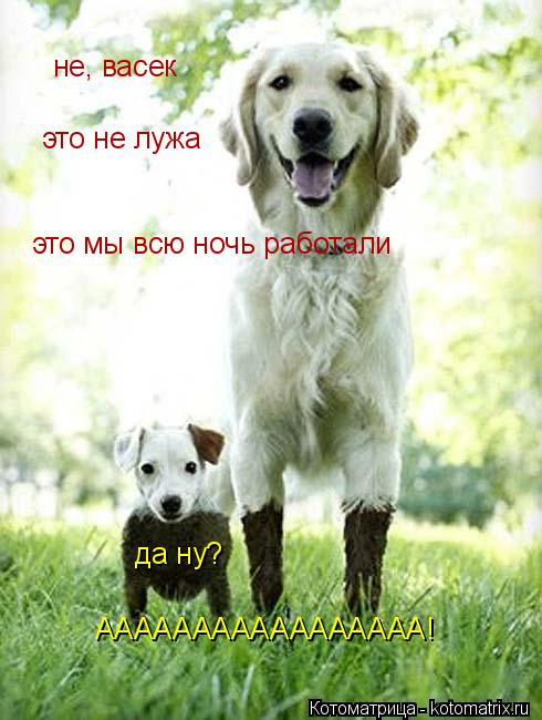 не, васек это не лужа это мы всю ночь работали да ну? ААААААААААААААААА!... Котоматрица: не, васек это не лужа это мы всю ночь работали да ну? ААААААААААААААААА!