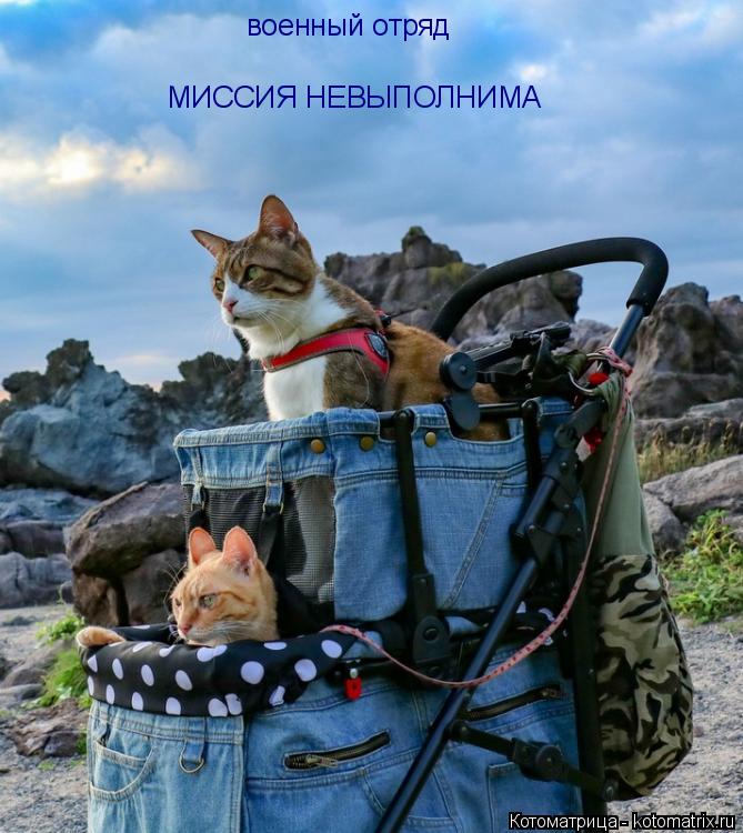 военный отряд МИССИЯ НЕВЫПОЛНИМА... Котоматрица: военный отряд МИССИЯ НЕВЫПОЛНИМА