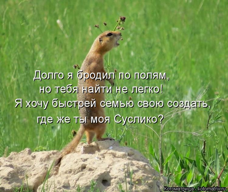 Котоматрица: но тебя найти не легко! Я хочу быстрей семью свою создать, где же ты моя Суслико? Долго я бродил по полям,