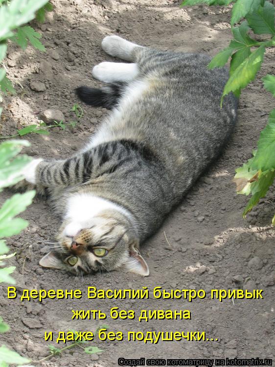 В деревне Василий быстро привык жить без дивана и даже без подушечки...... Котоматрица: В деревне Василий быстро привык жить без дивана и даже без подушечки...