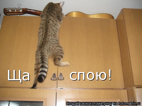 Ща спою!... Котоматрица: Ща спою!