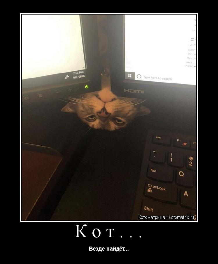 Кот... Везде найдёт...... Котоматрица: Кот... Везде найдёт...