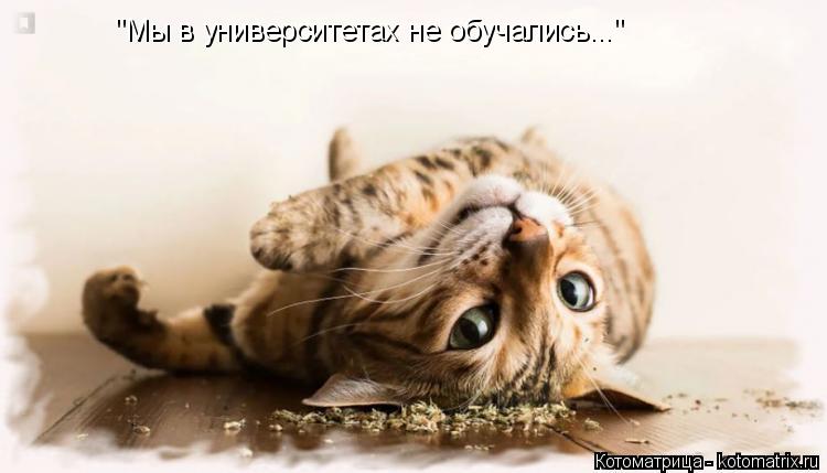 "Мы в университетах не обучались..."... Котоматрица: "Мы в университетах не обучались..."