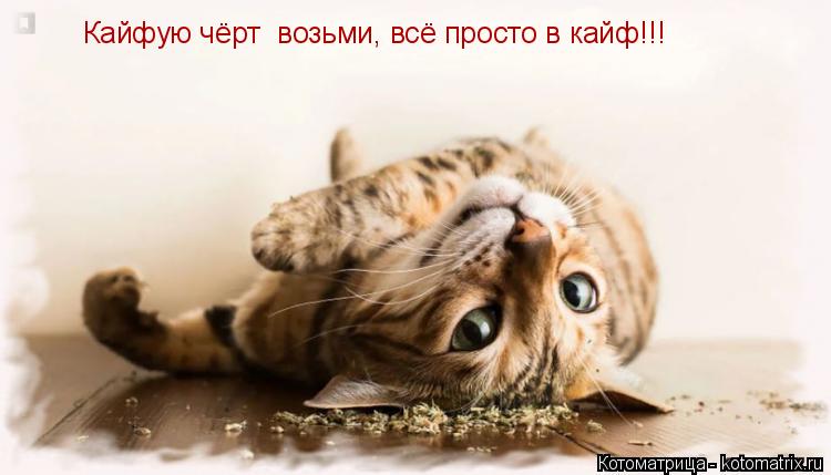 Кайфую чёрт возьми, всё просто в кайф!!!... Котоматрица: Кайфую чёрт возьми, всё просто в кайф!!!