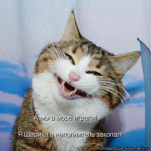 А мы в море играли! Я Шарика в наполнитель закопал!... Котоматрица: А мы в море играли! Я Шарика в наполнитель закопал!