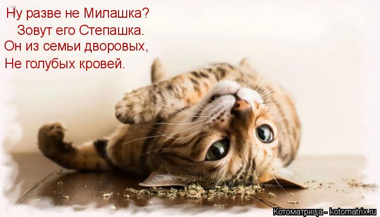 Ну разве не Милашка? Зовут его Степашка. Он из семьи дворовых, Не голубых кровей.... Котоматрица: Ну разве не Милашка? Зовут его Степашка. Он из семьи дворовых, Не голубых кровей.