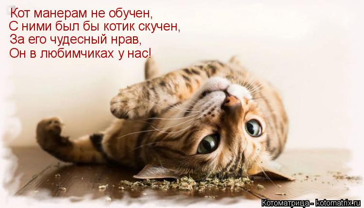 Кот манерам не обучен, С ними был бы котик скучен, За его чудесный нрав, Он в любимчиках у нас!... Котоматрица: Кот манерам не обучен, С ними был бы котик скучен, За его чудесный нрав, Он в любимчиках у нас!