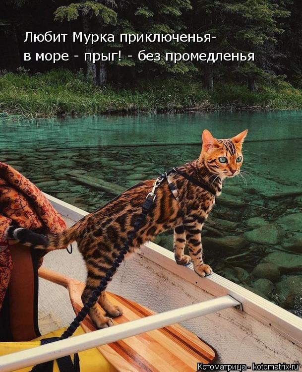 Любит Мурка приключенья- в море - прыг! - без промедленья... Котоматрица: Любит Мурка приключенья- в море - прыг! - без промедленья