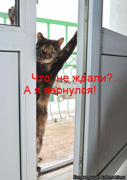 Что, не ждали?... А я вернулся!... Котоматрица: Что, не ждали?... А я вернулся!